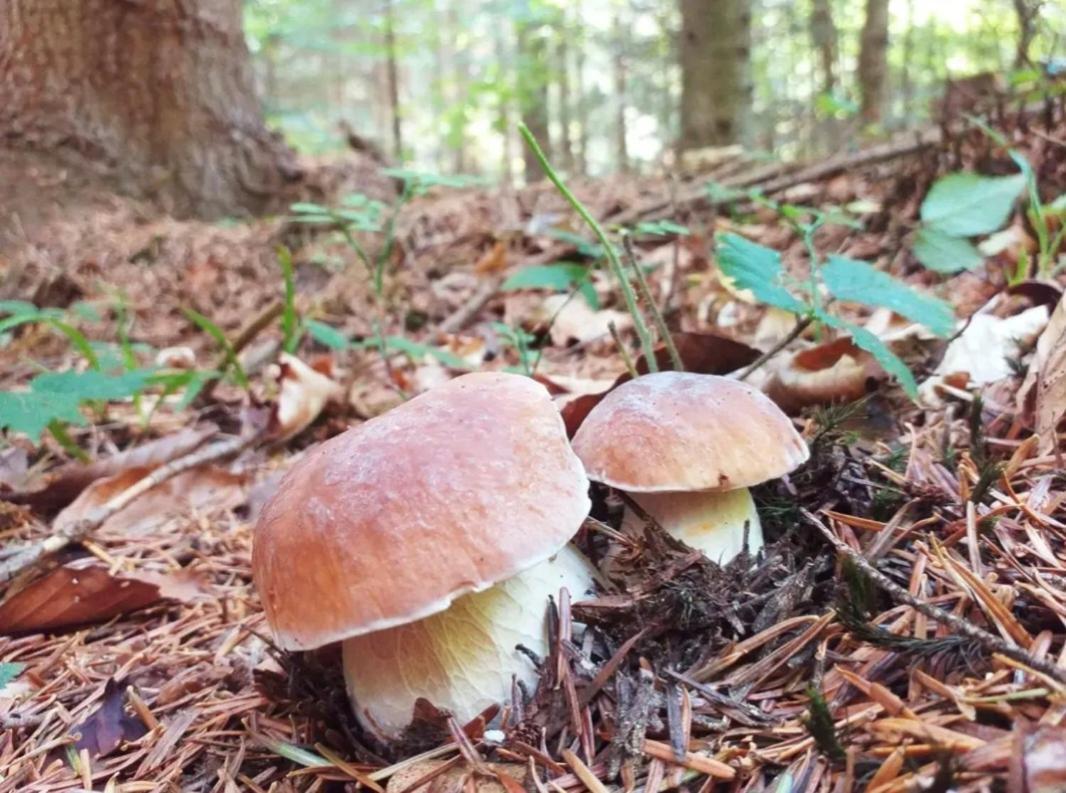 Domki Letniskowe Lesne Spa Borsk Nad Jeziorem Wdzydzkim Basen Sauna Balia Bagian luar foto